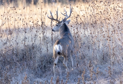 Mule Deer Bosque New Mexico 2020